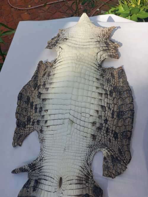 Price of raw crocodile skin shop